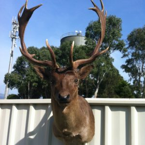 The shoulder mount trophy thanks to the skills of taxidermist Michael.